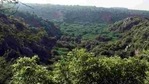 Hasdeo Arand forests are dense, biodiversity rich and inhabited by tribals. (Photo by Manoj Kumar/ Hindustan Times)(HT Photo) Hasdeo Arand forests are dense, biodiversity rich and inhabited by tribals. (Photo by Manoj Kumar/ Hindustan Times)(HT Photo)