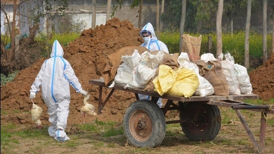 As many as 53,000 poultry birds are to be culled at two farms in Behra village of Dera Bassi: Alpha and Royal. (HT FILE PHOTO)