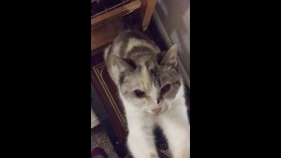 The image shows a white-and-brown furred feline named Daisy.(Reddit/@groundzer0s) The image shows a white-and-brown furred feline named Daisy.(Reddit/@groundzer0s)