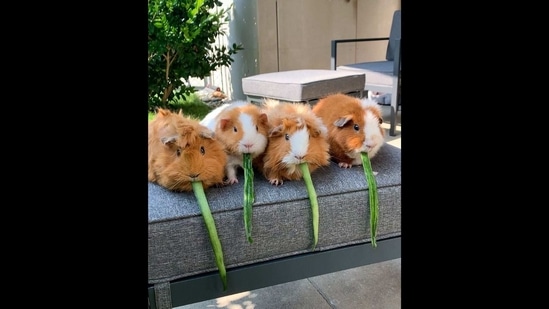 Video Of Guinea Pigs Munching On Cucumber Slices Gets Nearly 14 Million Views Trending Hindustan Times