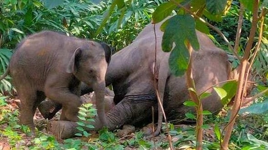 It took many hours for forest officials to remove the calf to a nearby elephant rehabilitation centre after firing sedation shots. (K Santosh/HT PHOTO). It took many hours for forest officials to remove the calf to a nearby elephant rehabilitation centre after firing sedation shots. (K Santosh/HT PHOTO).