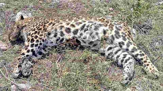 leopards eating humans