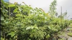 The Miyawaki method, pioneered by Japanese botanist Akira Miyawaki, aims at planting dozens of native species in the same area which leads to an increase in growth rate and density of the plantation. (HT FILE) The Miyawaki method, pioneered by Japanese botanist Akira Miyawaki, aims at planting dozens of native species in the same area which leads to an increase in growth rate and density of the plantation. (HT FILE)