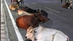 Residents of sectors 76 to 80 in Mohali complain that city authorities have taken no initiative to keep stray cattle off roads. (HT Photo) Residents of sectors 76 to 80 in Mohali complain that city authorities have taken no initiative to keep stray cattle off roads. (HT Photo)