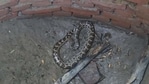 The image shows the four-feet-long python.(Wildlife SOS)