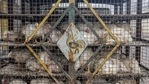 Jalandhar: Chickens inside a cage at a poultry farm, in Jalandhar, Friday, Jan. 15, 2021. Amid bird flu scare, four samples of heron have been sent from a Jalandhar-based lab to Bhopal for confirmation. (PTI Photo)(PTI01_15_2021_000085B)(PTI) Jalandhar: Chickens inside a cage at a poultry farm, in Jalandhar, Friday, Jan. 15, 2021. Amid bird flu scare, four samples of heron have been sent from a Jalandhar-based lab to Bhopal for confirmation. (PTI Photo)(PTI01_15_2021_000085B)(PTI)