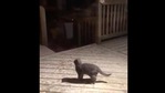 The image shows a kitty standing outside on a wooden porch.(Reddit/@RiffRaffMama) The image shows a kitty standing outside on a wooden porch.(Reddit/@RiffRaffMama)