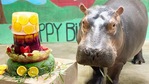 The image shows baby hippo Fiona with her frozen fruit cake. (Instagram/@cincinnatizoo) The image shows baby hippo Fiona with her frozen fruit cake. (Instagram/@cincinnatizoo)