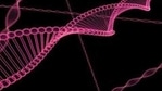 A new study has found that gene-editing techniques like CRISPR-Cas hold the power to rectify inherited retinal degenerative mutations, which are the primary cause of blindness.(ANI) A new study has found that gene-editing techniques like CRISPR-Cas hold the power to rectify inherited retinal degenerative mutations, which are the primary cause of blindness.(ANI)