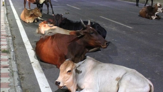 Residents of sectors 76 to 80 in Mohali complain that city authorities have taken no initiative to keep stray cattle off roads. (HT Photo) Residents of sectors 76 to 80 in Mohali complain that city authorities have taken no initiative to keep stray cattle off roads. (HT Photo)