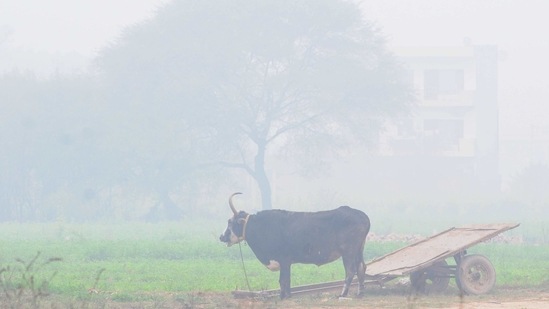 Cattle in a field amid foggy weather conditions in Mohali on January 20. Dense to very dense fog in isolated pockets of northern plains of India comprising states like Punjab, Haryana, Chandigarh, Delhi, Uttar Pradesh, north Rajasthan, Bihar and north Madhya Pradesh is also been anticipated during the next 1-2 days, HT reported.(Ravi Kumar / HT Photo)