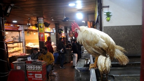 Sales have started to pick up at the chicken market in sector 21, say sellers. (Ravi Kumar/HT) Sales have started to pick up at the chicken market in sector 21, say sellers. (Ravi Kumar/HT)