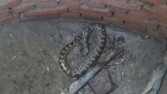 The image shows the four-feet-long python.(Wildlife SOS) The image shows the four-feet-long python.(Wildlife SOS)