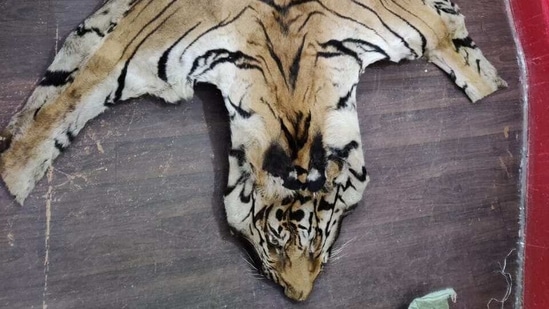 The tiger skin that was seizied by the Chhattisgarh police on Sunday in Dhamtari district.(Sourced) The tiger skin that was seizied by the Chhattisgarh police on Sunday in Dhamtari district.(Sourced)