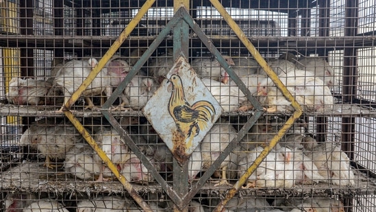 Jalandhar: Chickens inside a cage at a poultry farm, in Jalandhar, Friday, Jan. 15, 2021. Amid bird flu scare, four samples of heron have been sent from a Jalandhar-based lab to Bhopal for confirmation. (PTI Photo)(PTI01_15_2021_000085B)(PTI)