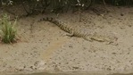 The image shows a crocodile in the Bhitarkanika National Park in Odisha(ANI) The image shows a crocodile in the Bhitarkanika National Park in Odisha(ANI)