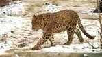 After the attack, locals present at the spot made a noise due to which the leopard went back to the forest area, but angry locals protested till evening with the deceased’s body on the road.(HT PHOTO.) After the attack, locals present at the spot made a noise due to which the leopard went back to the forest area, but angry locals protested till evening with the deceased’s body on the road.(HT PHOTO.)