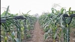 A dragon fruit plantation at Thakurganj in Kishanganj district of Bihar. (HT photo) A dragon fruit plantation at Thakurganj in Kishanganj district of Bihar. (HT photo)