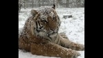 Take a look at how various animals, from a tiger to an ostrich, reacted to their home being engulfed in snow.(Instagram/@zslwhipsnadezoo) Take a look at how various animals, from a tiger to an ostrich, reacted to their home being engulfed in snow.(Instagram/@zslwhipsnadezoo)