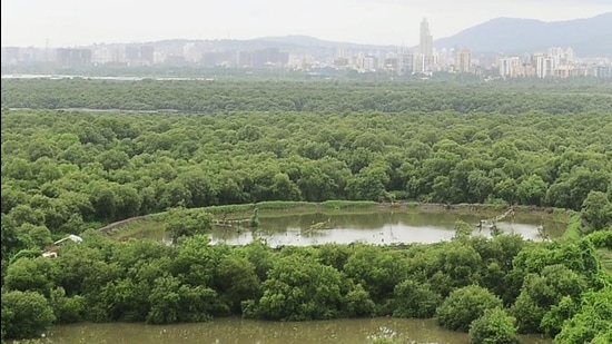 India-mangroves