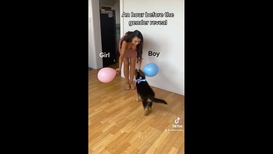 The image shows Rollo the puppy prancing towards Tori, the mom-to-be, as she holds a blue and a pink balloon in each hand.(Instagram/@nathan_ryles) The image shows Rollo the puppy prancing towards Tori, the mom-to-be, as she holds a blue and a pink balloon in each hand.(Instagram/@nathan_ryles)