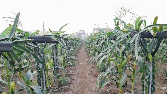 A dragon fruit plantation at Thakurganj in Kishanganj district of Bihar. (HT photo) A dragon fruit plantation at Thakurganj in Kishanganj district of Bihar. (HT photo)
