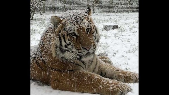 Take a look at how various animals, from a tiger to an ostrich, reacted to their home being engulfed in snow.(Instagram/@zslwhipsnadezoo)