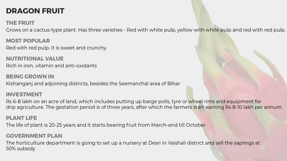 All about dragon fruit All about dragon fruit
