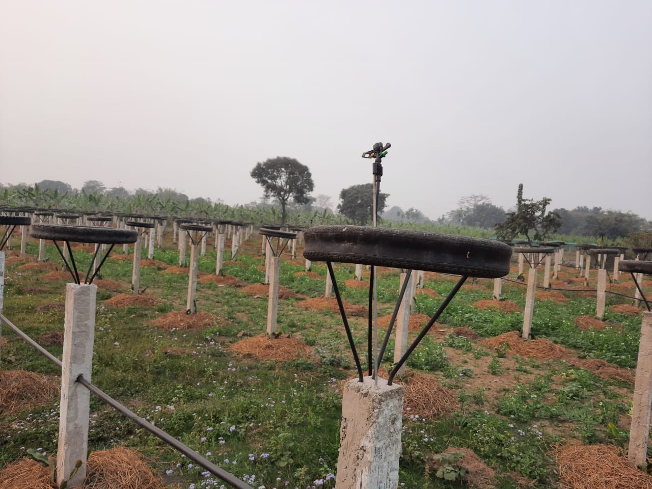 A dragon fruit plantation at Thakurganj in Kishanganj district of Bihar. A dragon fruit plantation at Thakurganj in Kishanganj district of Bihar.