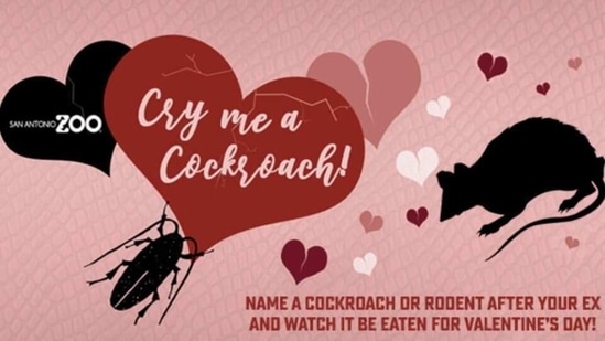 "On Valentine’s Day, February 14th, we will be showing our ‘Cry Me A Cockroach!’ feeding frenzy on our social media pages! Birds, reptiles, and mammals from San Antonio Zoo will join in on this feast," reads a bit of text shared on the zoo's website.(San Antonio Zoo) "On Valentine’s Day, February 14th, we will be showing our ‘Cry Me A Cockroach!’ feeding frenzy on our social media pages! Birds, reptiles, and mammals from San Antonio Zoo will join in on this feast," reads a bit of text shared on the zoo's website.(San Antonio Zoo)