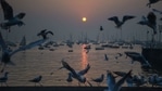 The sun rises near Mumbai harbour on January 26, 2021. (Photo by Punit PARANJPE / AFP)(AFP) The sun rises near Mumbai harbour on January 26, 2021. (Photo by Punit PARANJPE / AFP)(AFP)