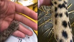 The images were shared on Cincinnati zoo's official Twitter account.(Twitter/@CincinnatiZoo) The images were shared on Cincinnati zoo's official Twitter account.(Twitter/@CincinnatiZoo)