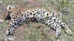 The leopard was declared a man-eater on January 1(Representational Photo) The leopard was declared a man-eater on January 1(Representational Photo)