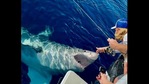 The image shows the 16-foot-long shark.(Facebook/@Erika Almond) The image shows the 16-foot-long shark.(Facebook/@Erika Almond)