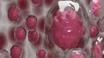 The study on mice stem cells suggested that the blood vessel cells of the niche produce a factor that stimulates blood stem cells and thus maintains their self-renewal capacity.(ANI) The study on mice stem cells suggested that the blood vessel cells of the niche produce a factor that stimulates blood stem cells and thus maintains their self-renewal capacity.(ANI)