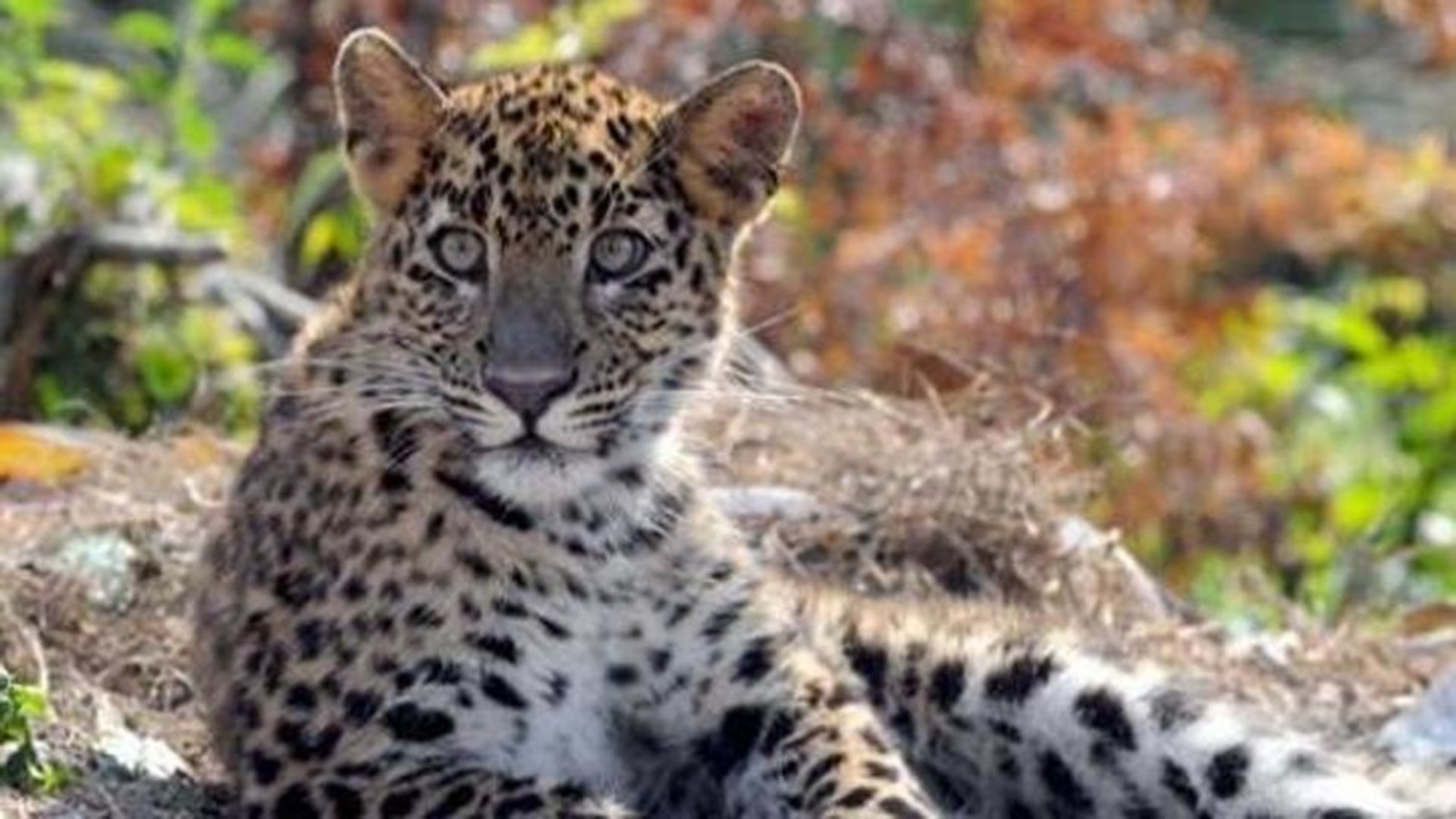 Leopard found dead in Uttarakhand’s Nainital, second death in two weeks