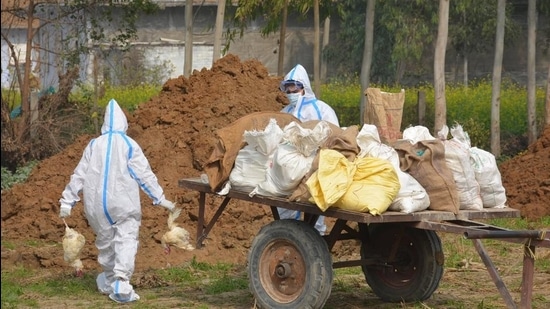 Ten teams have been constituted to cull 25,000 birds at Evergreen poultry farm. Ten teams have been constituted to cull 25,000 birds at Evergreen poultry farm.