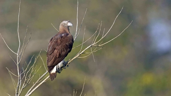 The grey-headed fish eagle is a fish-eating bird of prey from South East Asia with a moderately small population. (Photo by Surya Ramachandran)
