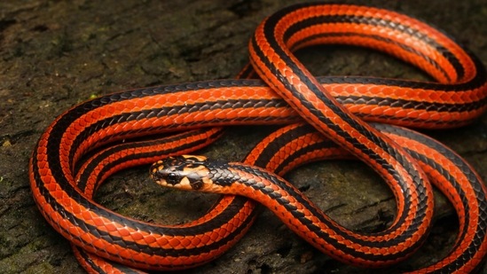 A striped coral snake. The book, "Photographic Field Guide – Wildlife of South India" covers all mammals, birds, butterflies, dragonflies, reptiles and amphibians of India's six southern states (Tamil Nadu, Kerala, Karnataka, Goa, Andhra Pradesh and Telangana). (Photo by David Raju)