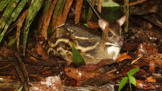 Among the 12 species of deer found in India, the mouse deer is the smallest, and they live a fairly reclusive life in the forest. (Photo by David Raju)