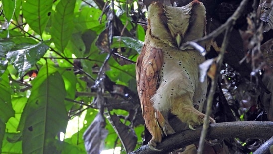 A relatively small owl with rounded wings, the Sri Lanka Bay Owl is uncommon and known to breed in hollow trees. (Photo by Surya Ramachandran)