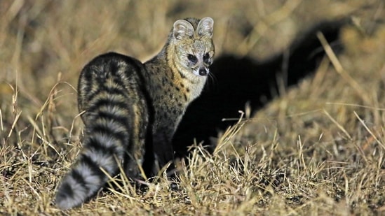Found all over India, in 2008, a small Indian civet was recorded for the first time in Jammu and Kashmir’s Dachigam National Park. They are nocturnal, mostly terrestrial and insectivorous. (Photo by Surya Ramachandran)