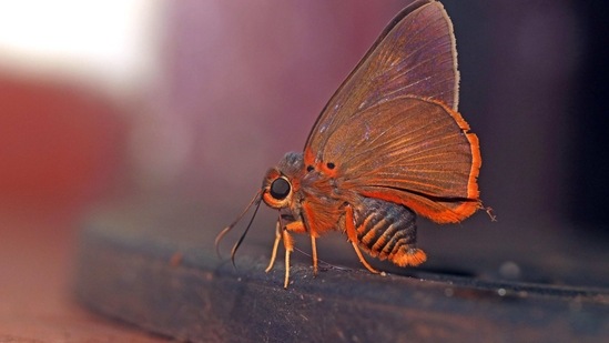 Burara jaina, the orange awlet, is a species of hesperid butterfly found in Asia. (Photo by Surya Ramachandran)