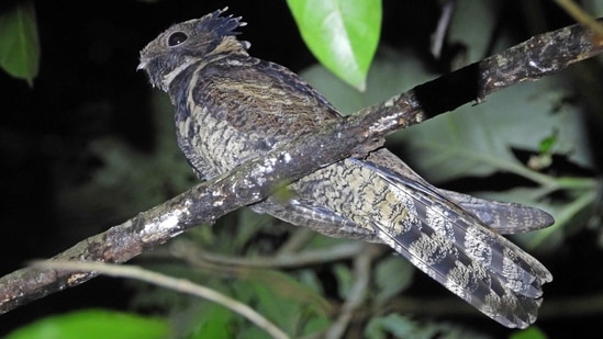 The large-tailed nightjar is an intricately patterned nocturnal bird, usually found roosting on the ground or a low branch in open forest, secondary growth, and cultivated areas. (Photo by Surya Ramachandran)