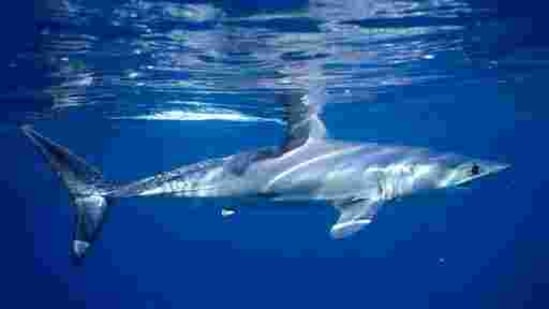 This 2001 photo provided by Dr. Greg Skomal shows a shortfin mako shark off the coast of Massachusetts. (AP) This 2001 photo provided by Dr. Greg Skomal shows a shortfin mako shark off the coast of Massachusetts. (AP)
