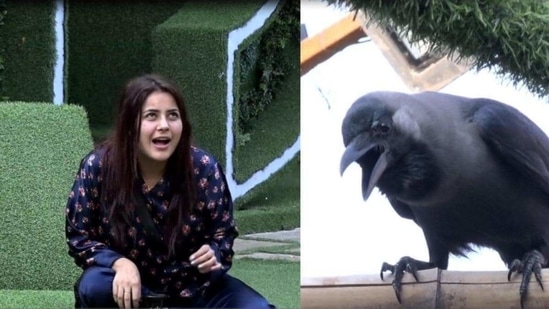 Shehnaaz Gill once had a full duet with a crow on Bigg Boss. Shehnaaz Gill once had a full duet with a crow on Bigg Boss.