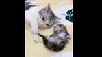 The image shows the cat mom with her kitten.(Reddit) The image shows the cat mom with her kitten.(Reddit)