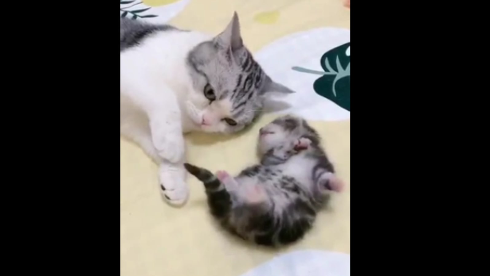 Cat Mom Cuddles Kitten Having A Nightmare Video May Melt Your Heart Trending Hindustan Times