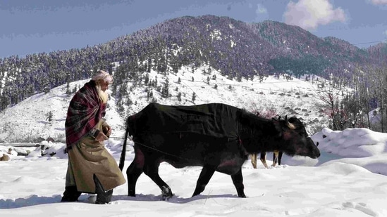 An elderly man taking his buffalo from Kokernag hills on a snow-covered field, in Kashmir on Wednesday.(ANI Photo ) An elderly man taking his buffalo from Kokernag hills on a snow-covered field, in Kashmir on Wednesday.(ANI Photo )