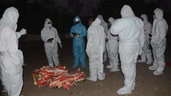 The culling operation carried out on Tuesday was the biggest in recent years. (HT_PRINT) The culling operation carried out on Tuesday was the biggest in recent years. (HT_PRINT)